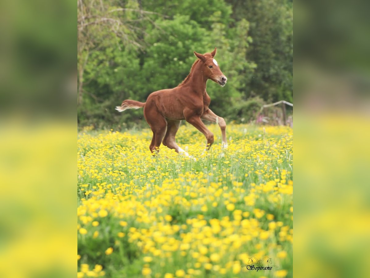 BWP (cheval de sang belge) Jument  Alezan in Montloué