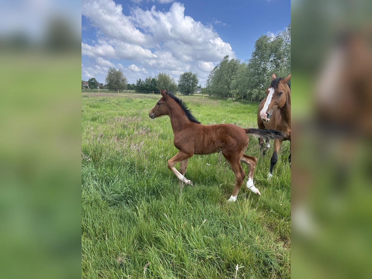 BWP (cheval de sang belge) Jument  Bai in Gent