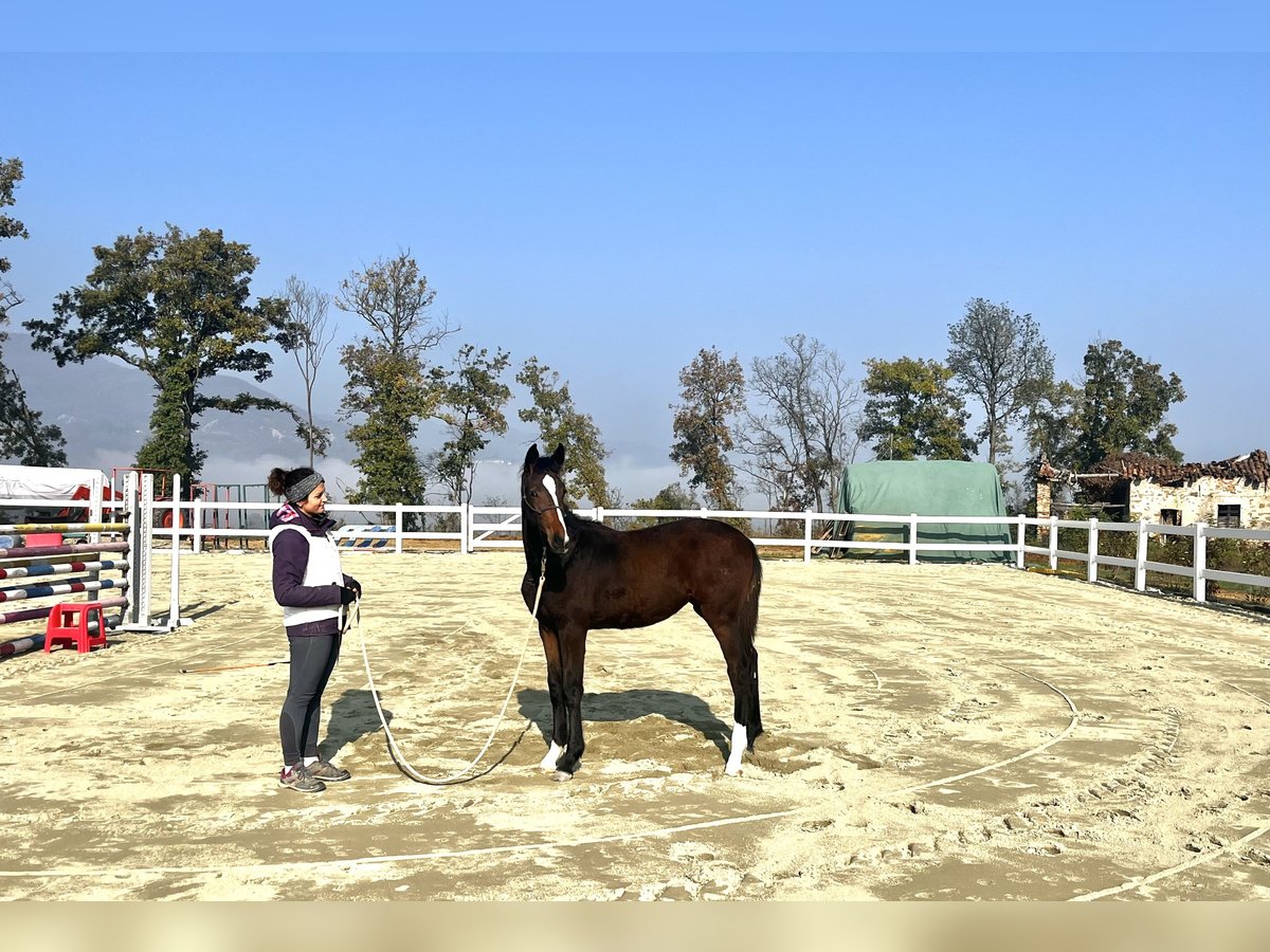 BWP (cheval de sang belge) Jument Poulain (05/2025) Bai in Spigno Monferrato