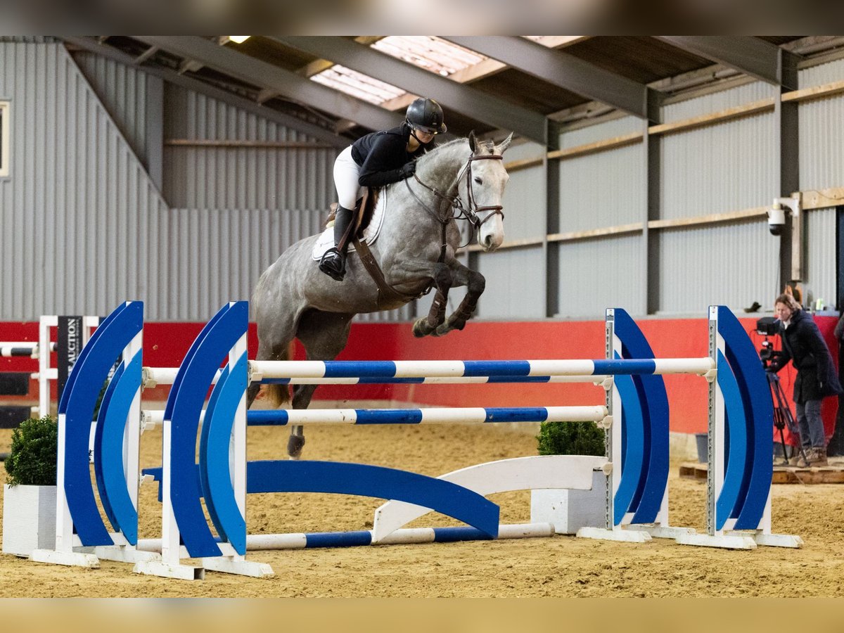 semon apartment 【HORSE】 Zangersheider Mare 7 years 16 hh in Waddinxveen