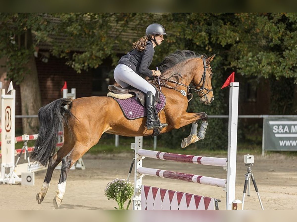 Selle De Saut D'obstacle En Cuir Véritable Marron - Taille 18 Pouces
