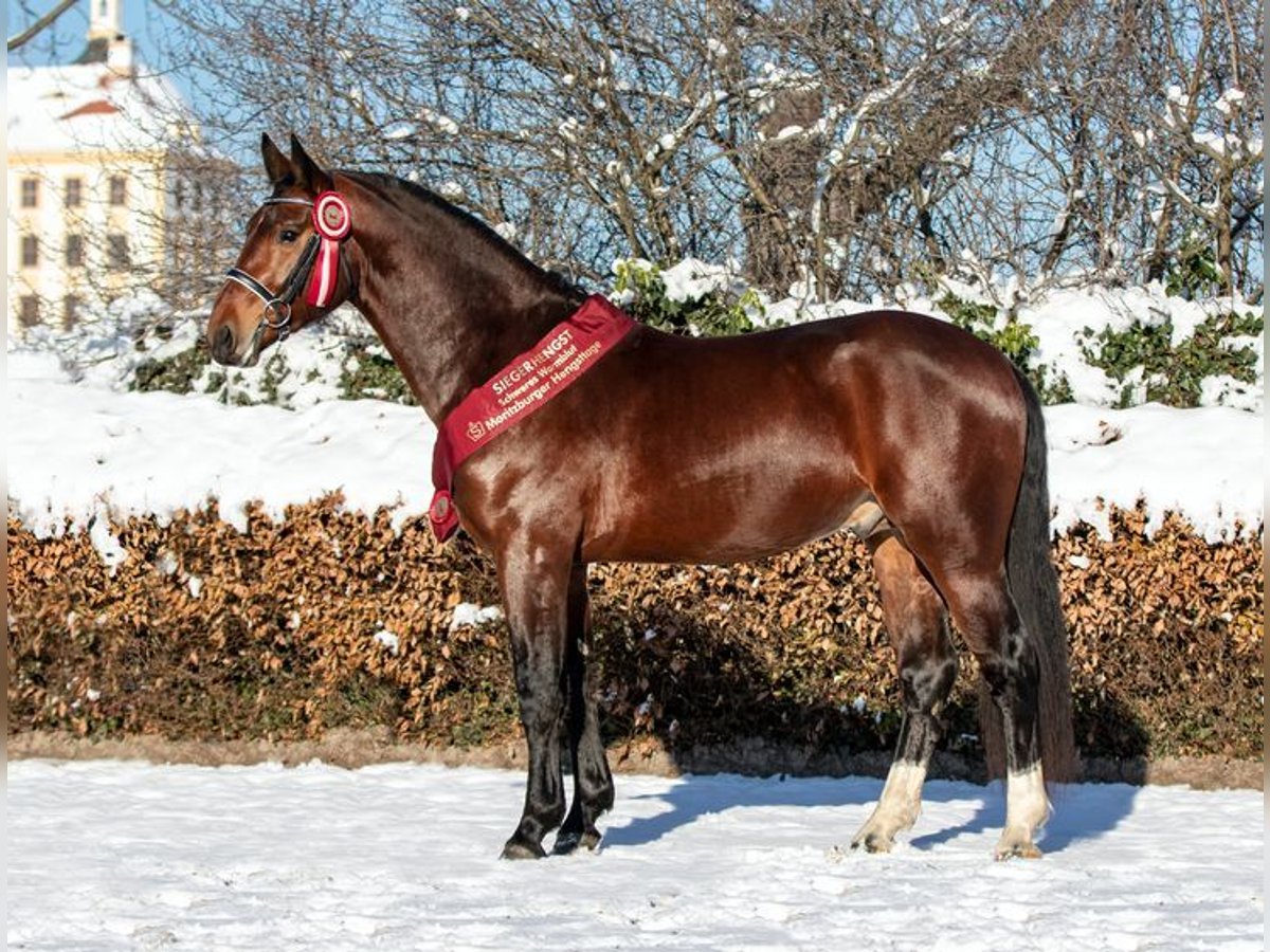 Heavy Warmblood Stallion Brown in Moritzburg