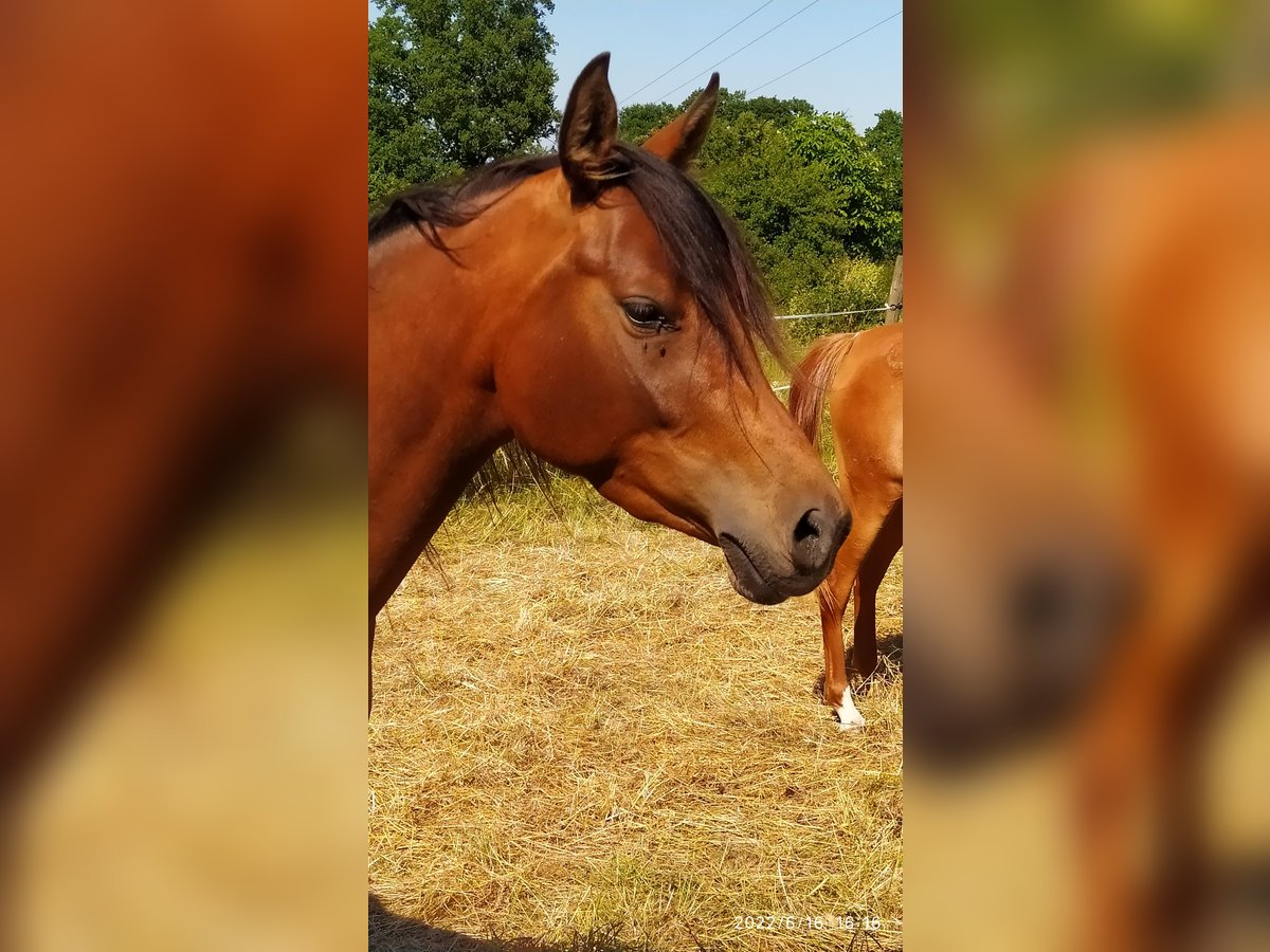 Arabian horses Mare 5 years 14,2 hh Brown in Lautertal