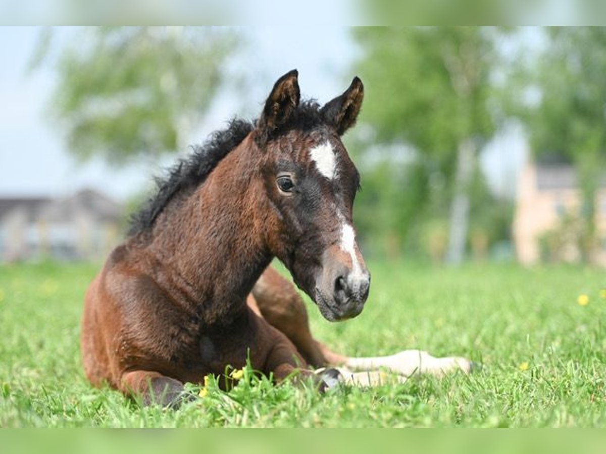 Caballo ""Curly"" Caballo castrado 1 año 145 cm Musgo marrón in Deinze