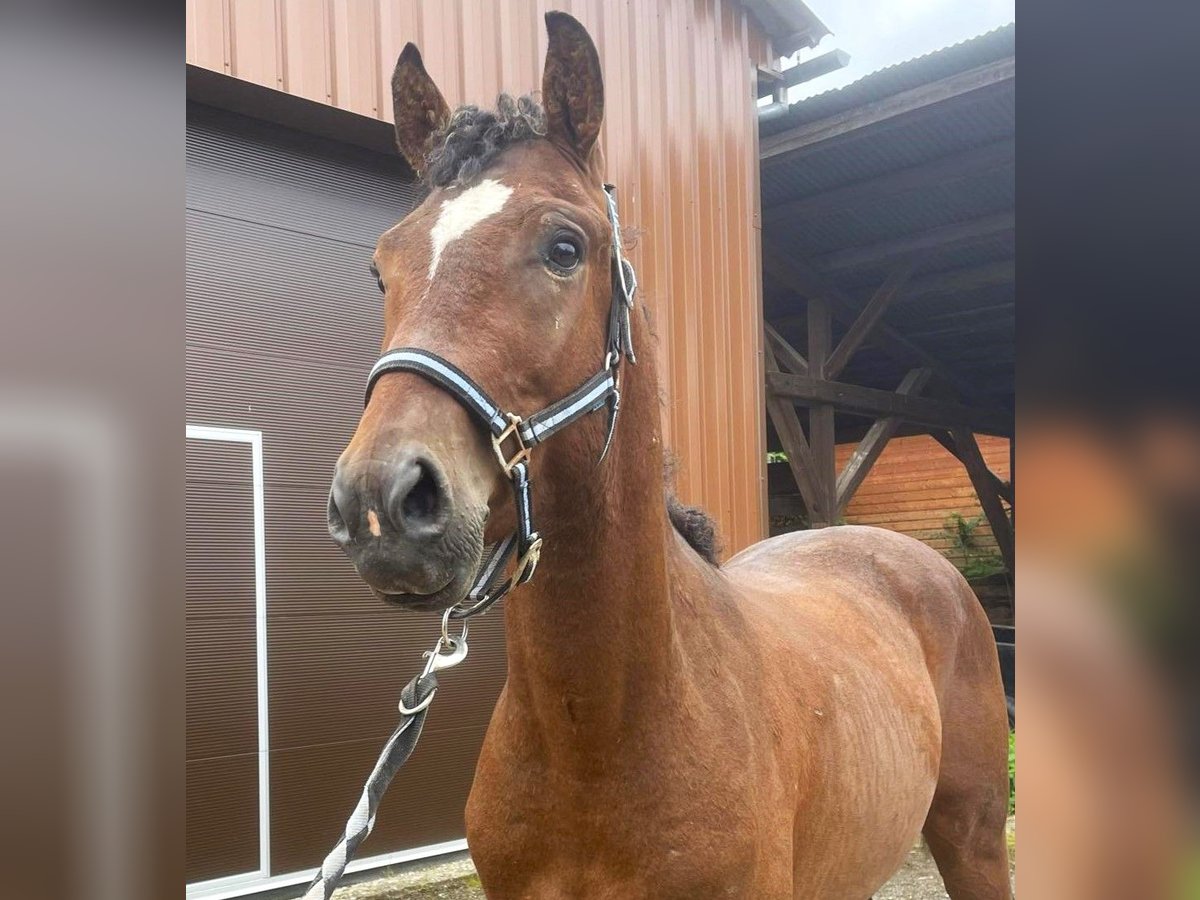 Caballo ""Curly"" Caballo castrado 3 años 150 cm Castaño in Jetterswiller