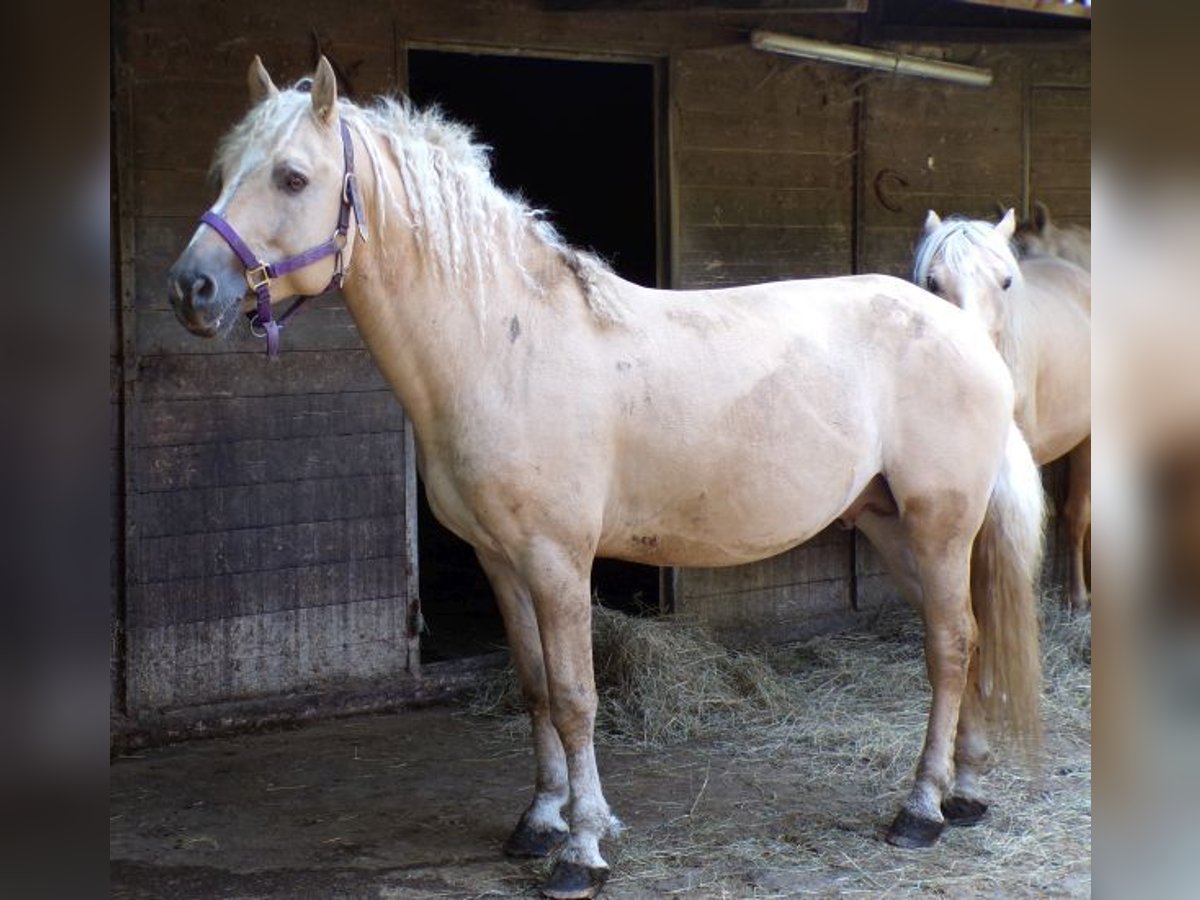 Caballo ""Curly"" Caballo castrado 7 años 150 cm Dunalino (Cervuno x Palomino) in Arnbruck