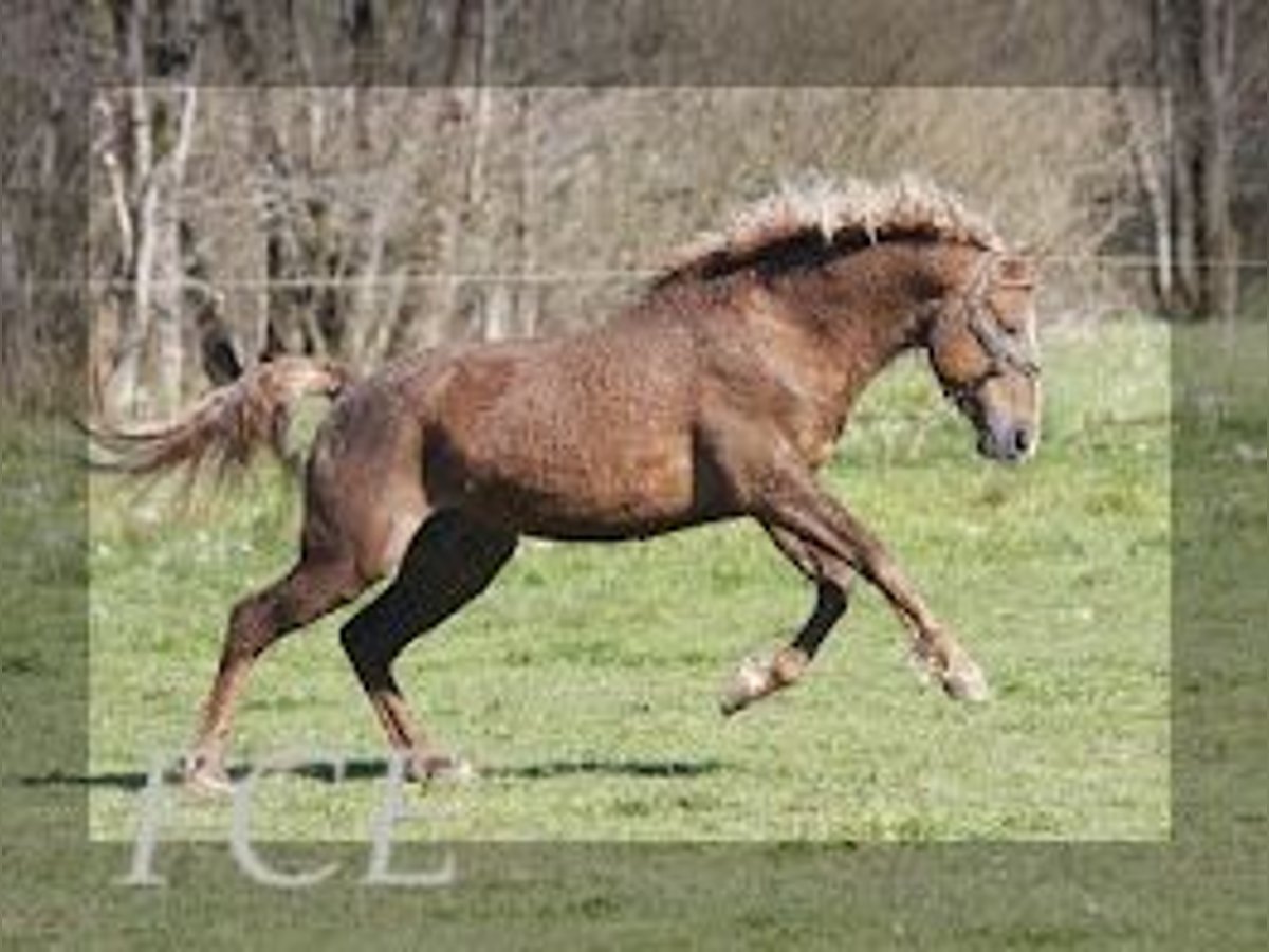 Caballo ""Curly"" Semental 10 años 152 cm Alazán-tostado in FRANCE