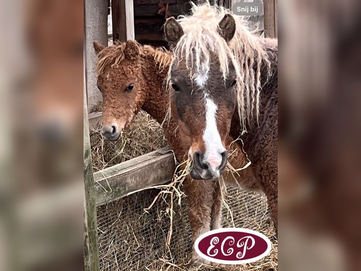 Caballo ""Curly"" Semental 1 año 110 cm Tobiano-todas las-capas in Wellen