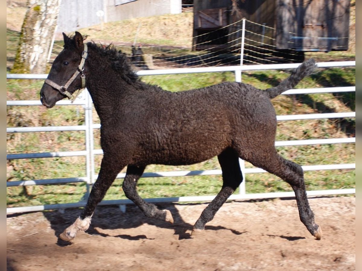 Caballo ""Curly"" Semental 1 año 155 cm Negro in bourg bruche