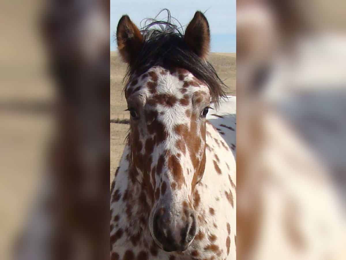 Caballo ""Curly"" Semental 2 años 152 cm Atigrado/Moteado in Cheyenne