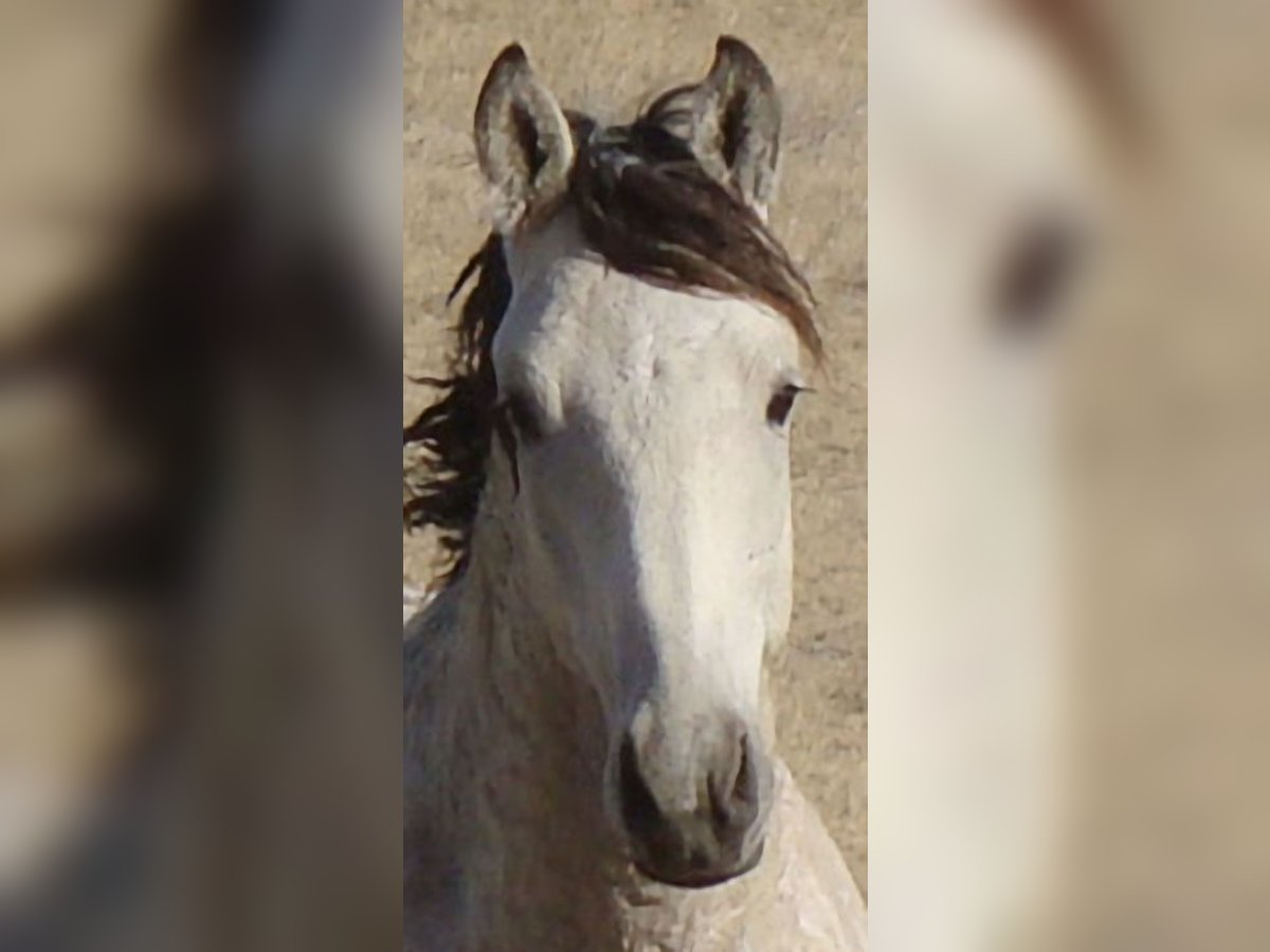 Caballo ""Curly"" Semental 2 años 152 cm Buckskin/Bayo in Cheyenne