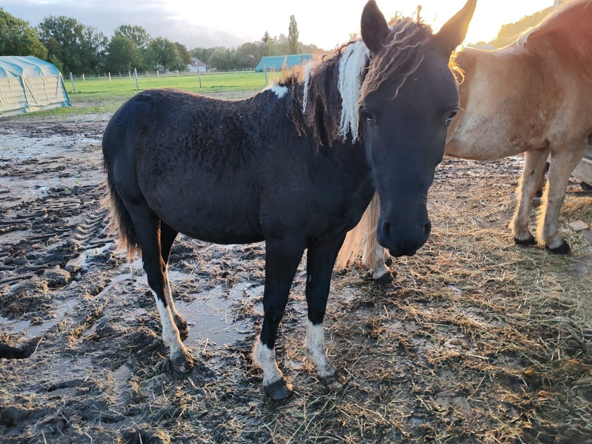 Caballo ""Curly"" Semental 2 años 152 cm Tobiano-todas las-capas in Bennin