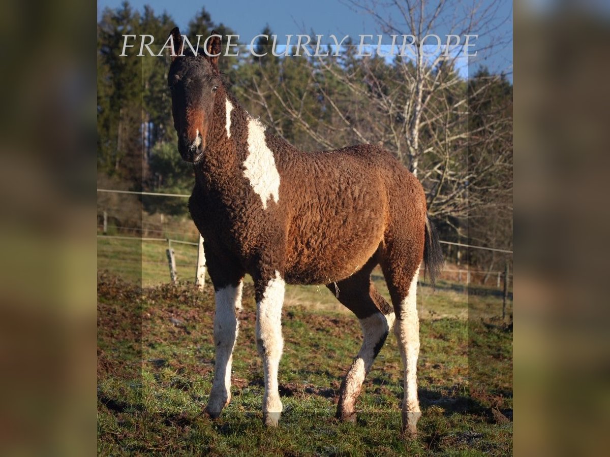 Caballo ""Curly"" Semental 2 años Castaño rojizo in france