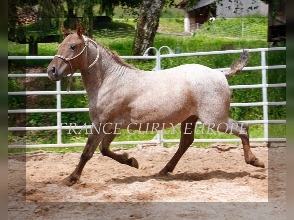 Caballo ""Curly"" Semental 3 años 130 cm in france