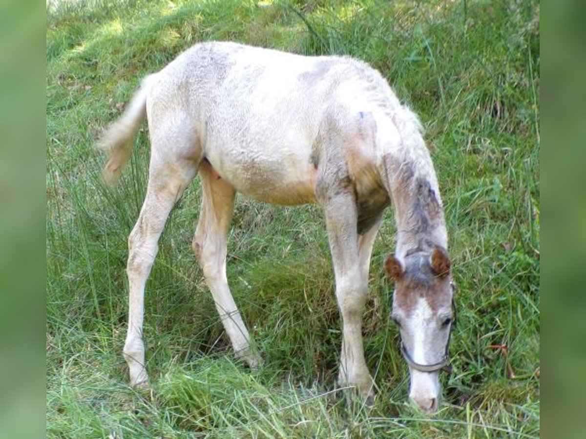 Caballo ""Curly"" Mestizo Semental  148 cm Tordo in Arnbruck