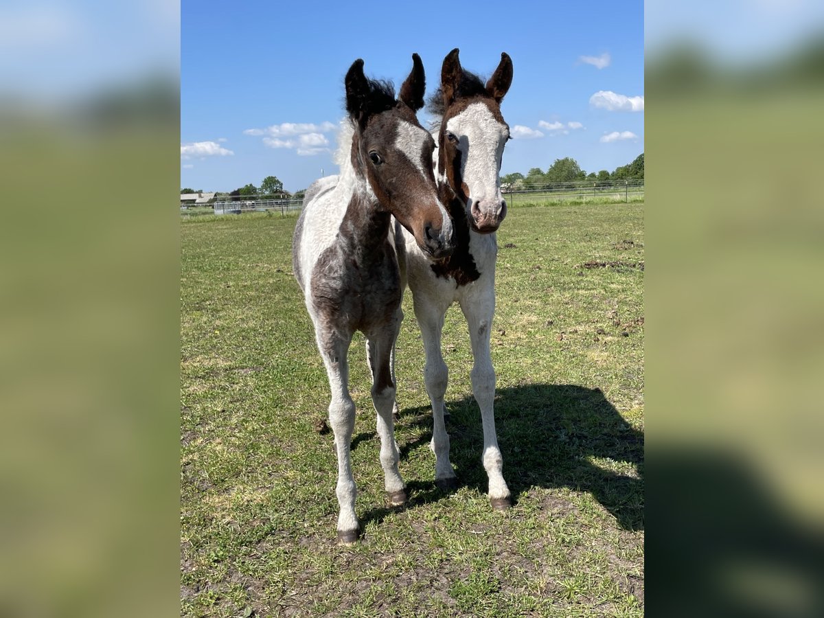 Caballo ""Curly"" Semental Potro (06/2024) 150 cm Ruano azulado in Skærbæk