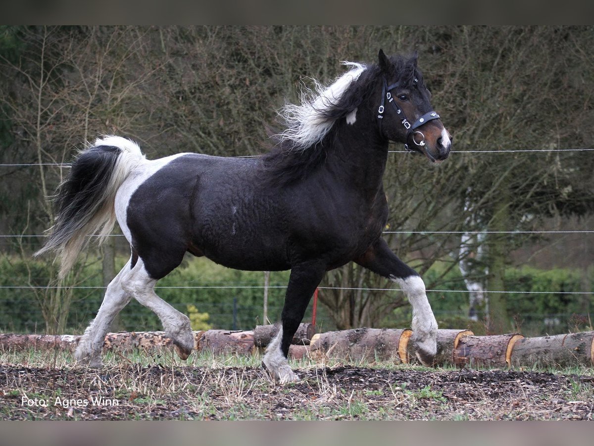 Caballo ""Curly"" Semental Tobiano-todas las-capas in Bennin