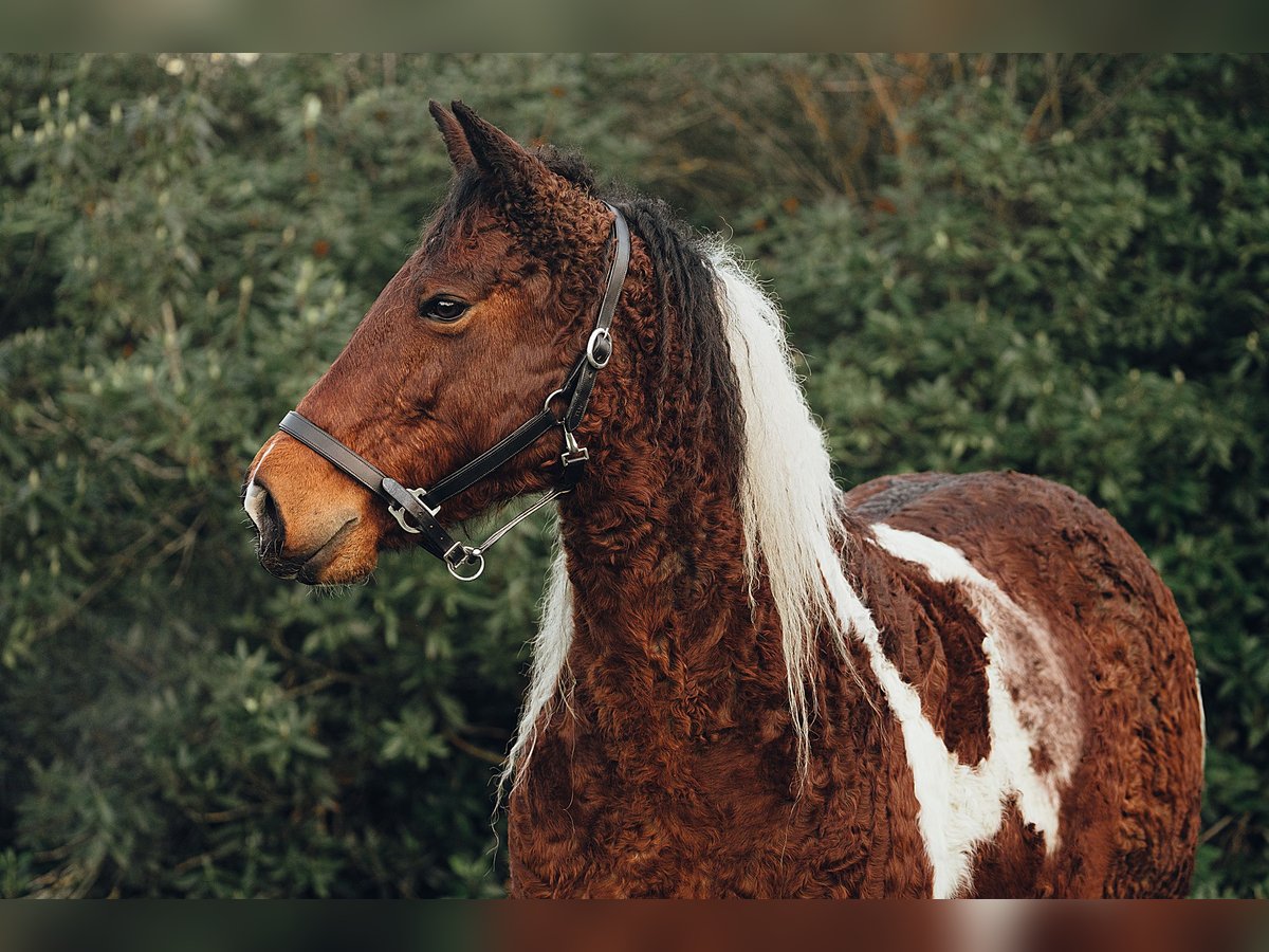 Caballo ""Curly"" Yegua 11 años 158 cm Tobiano-todas las-capas in Friedrichsruh