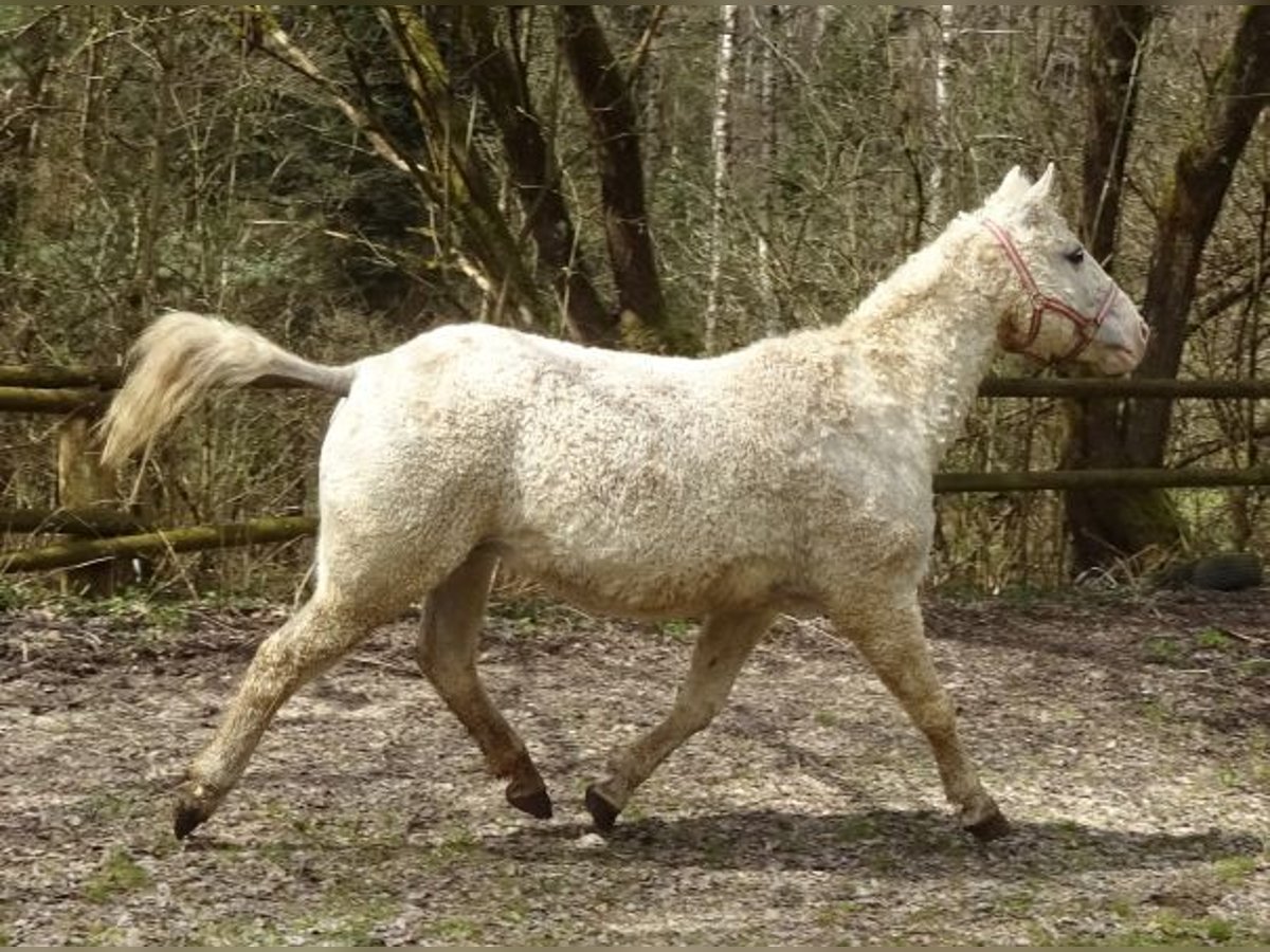 Caballo ""Curly"" Yegua 15 años 148 cm Tordo in Arnbruck