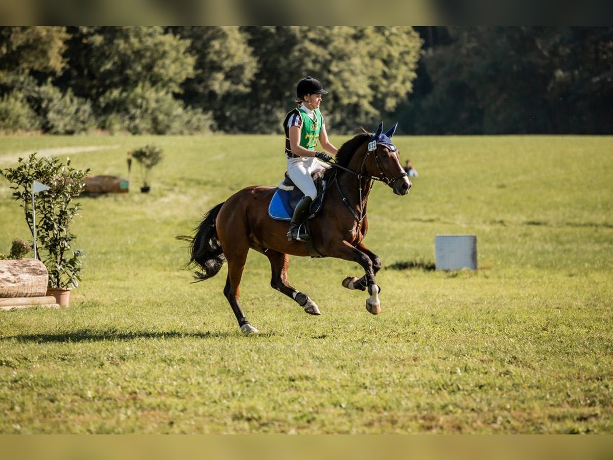 Caballo alemán Caballo castrado 10 años 165 cm Castaño in Warendorf