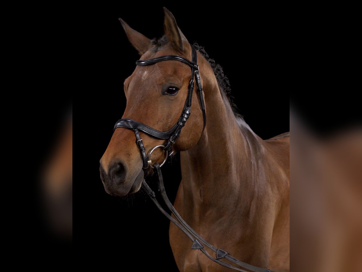 Caballo alemán Caballo castrado 12 años 160 cm Castaño in Seevetal