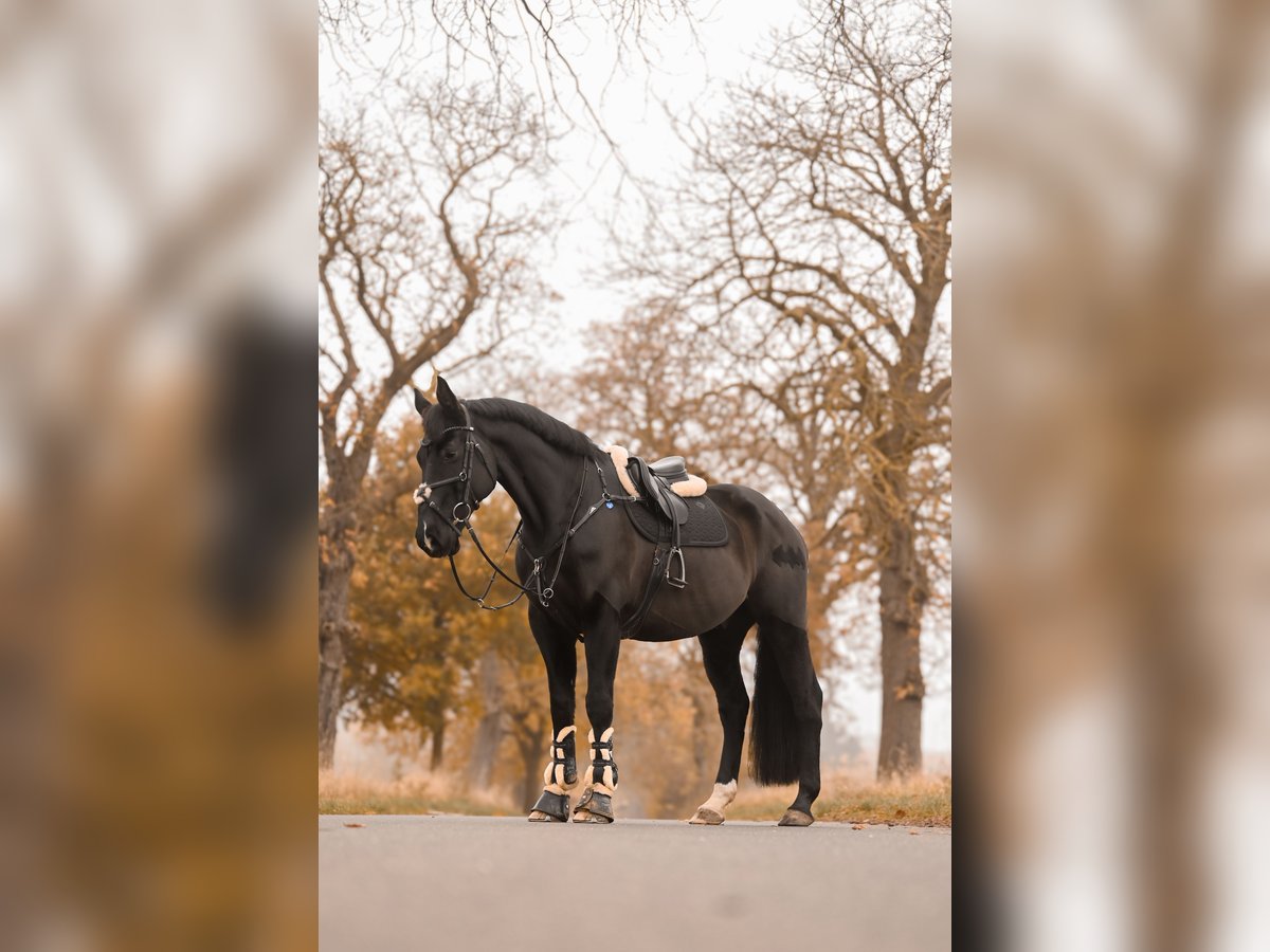 Caballo alemán Caballo castrado 12 años 170 cm Negro in Rostock
