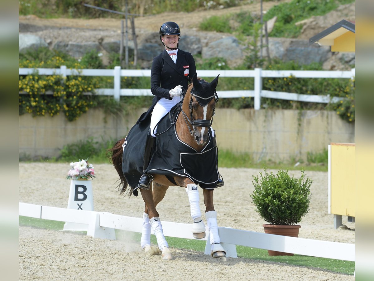 Caballo alemán Caballo castrado 14 años 154 cm Alazán in Höf