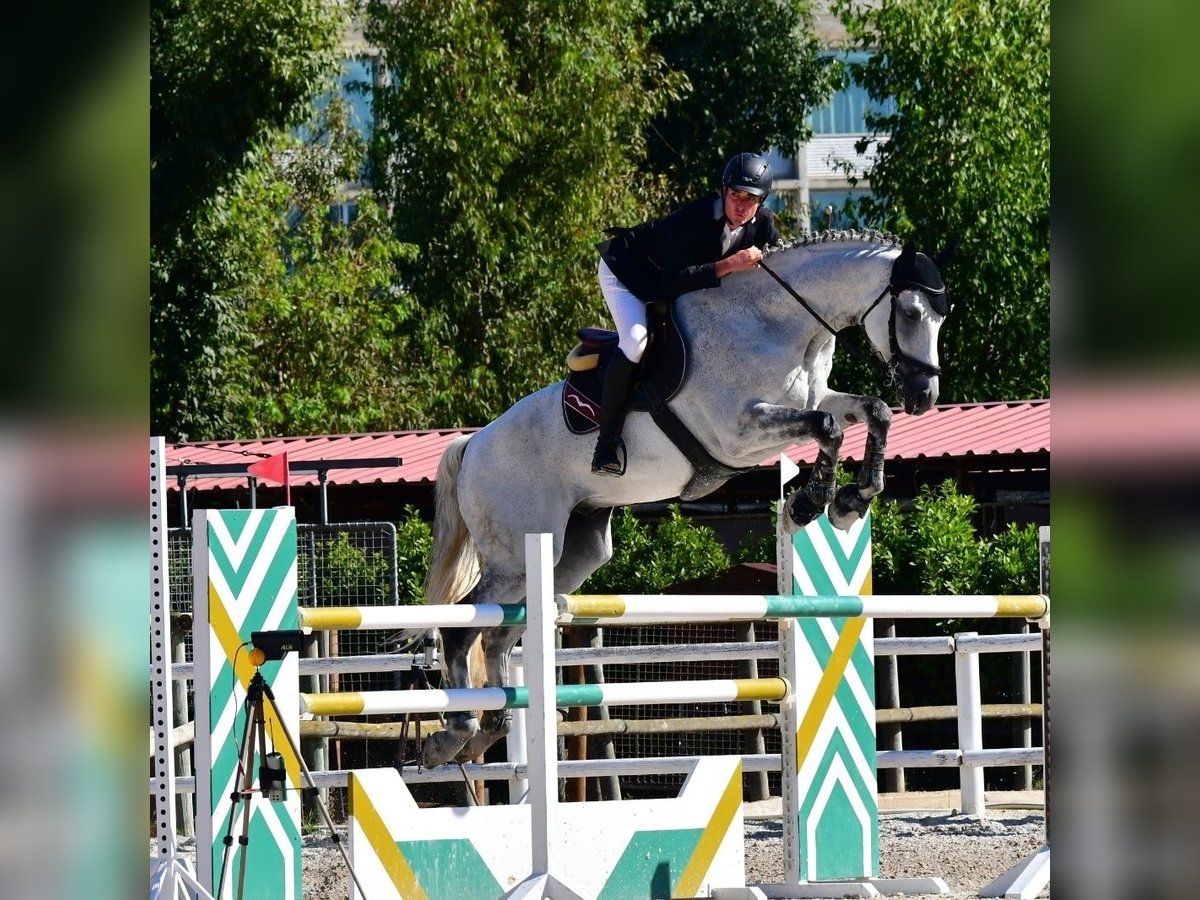 Caballo alemán Caballo castrado 14 años Tordo in Barcelona