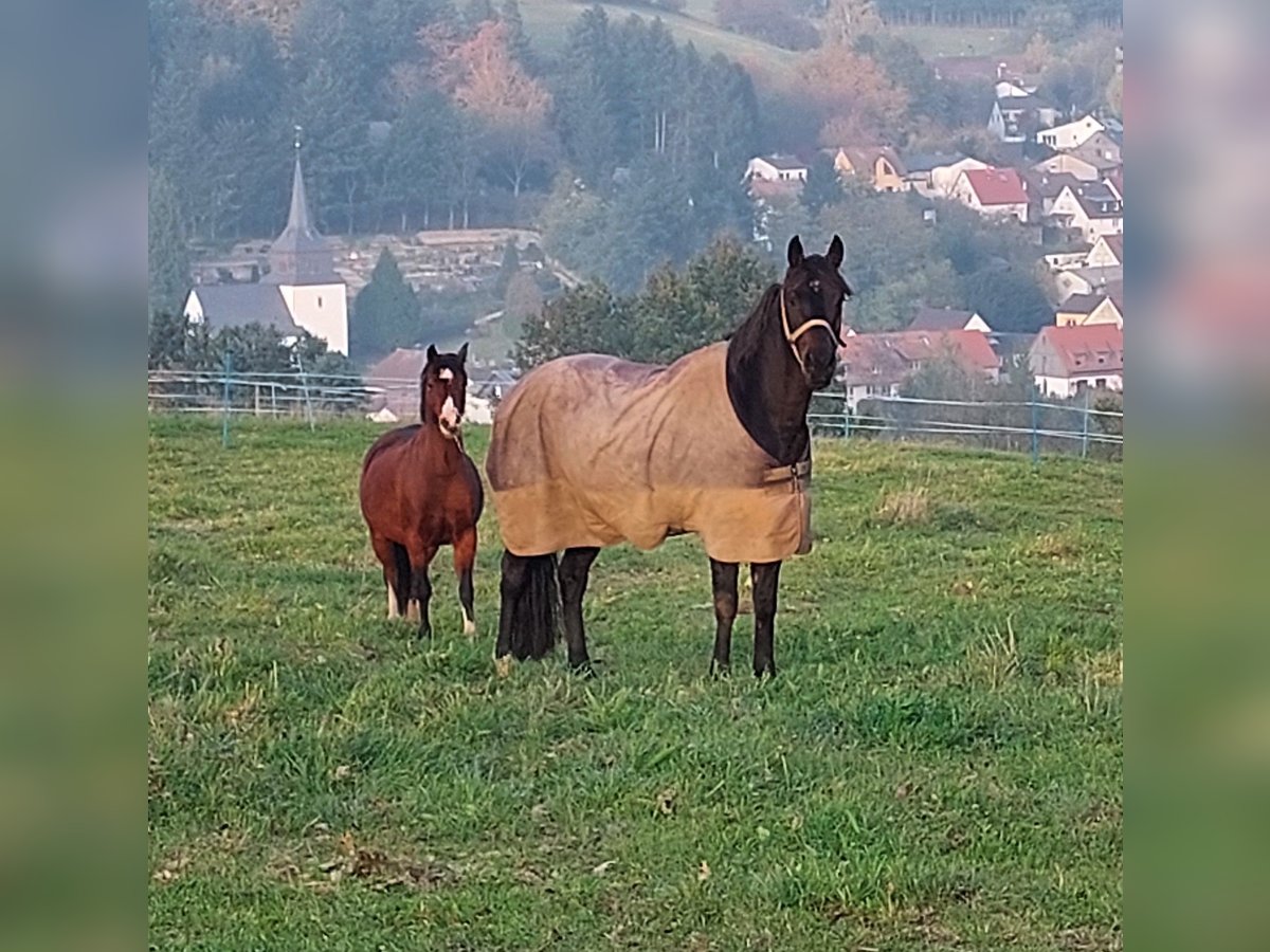 Caballo alemán Mestizo Caballo castrado 15 años 160 cm Castaño in Seeheim-Jugenheim