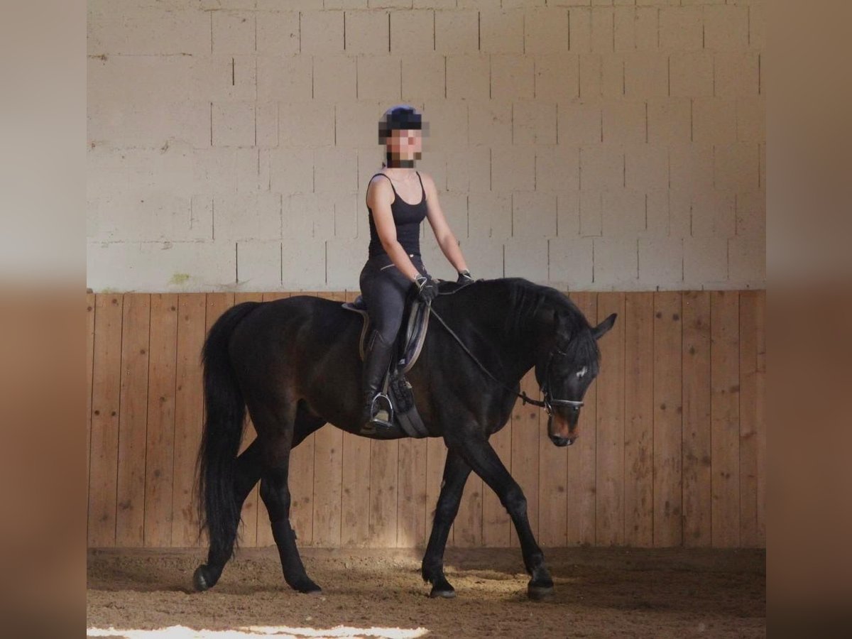 Caballo alemán Caballo castrado 15 años 165 cm Negro in Berg bei Neumarkt in der Oberpfalz