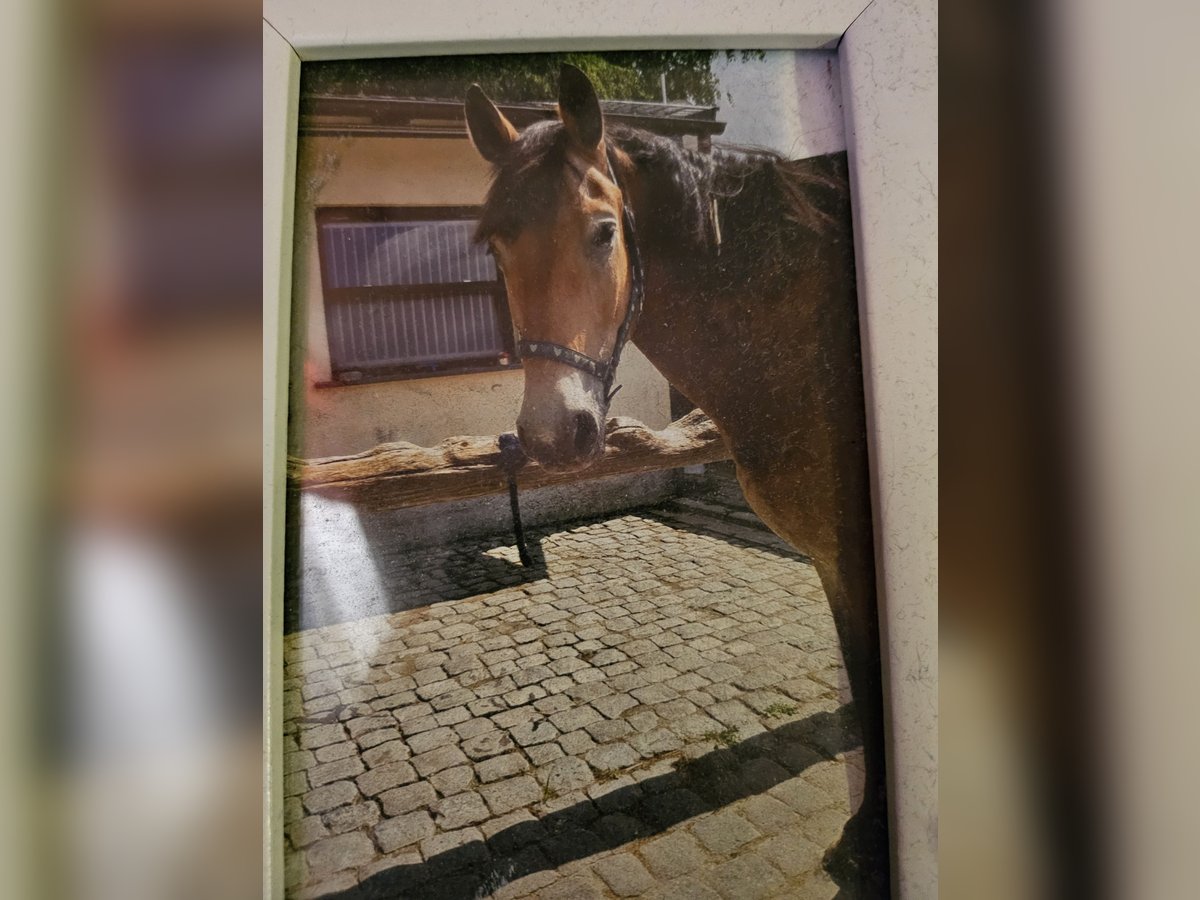 Caballo alemán Mestizo Caballo castrado 16 años 172 cm Castaño oscuro in Bendorf