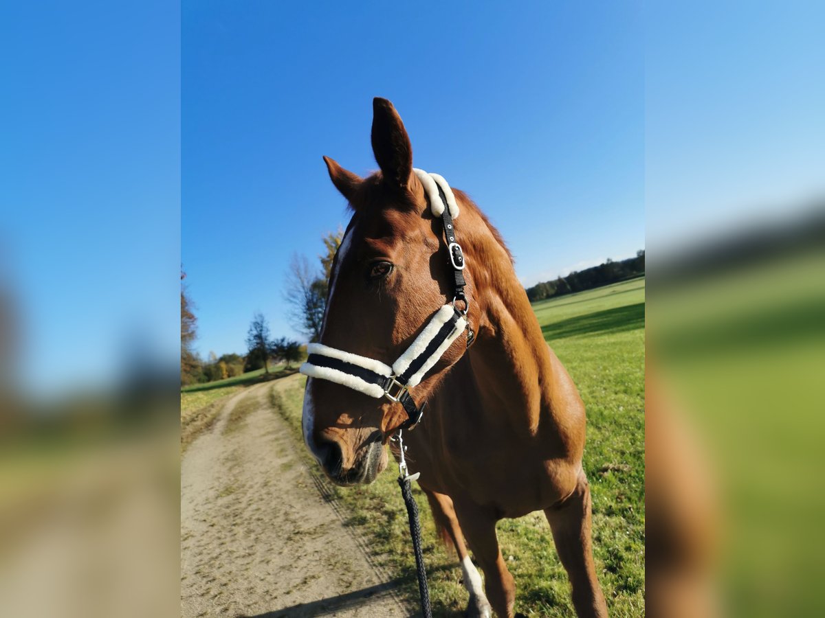 Caballo alemán Caballo castrado 19 años 173 cm Alazán in Störnstein