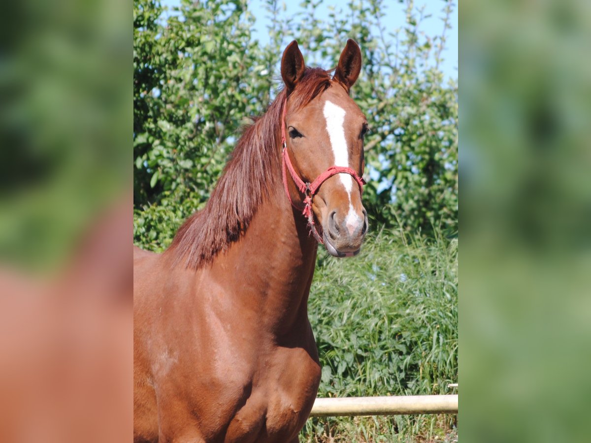 Caballo alemán Caballo castrado 2 años Alazán in Crivitz