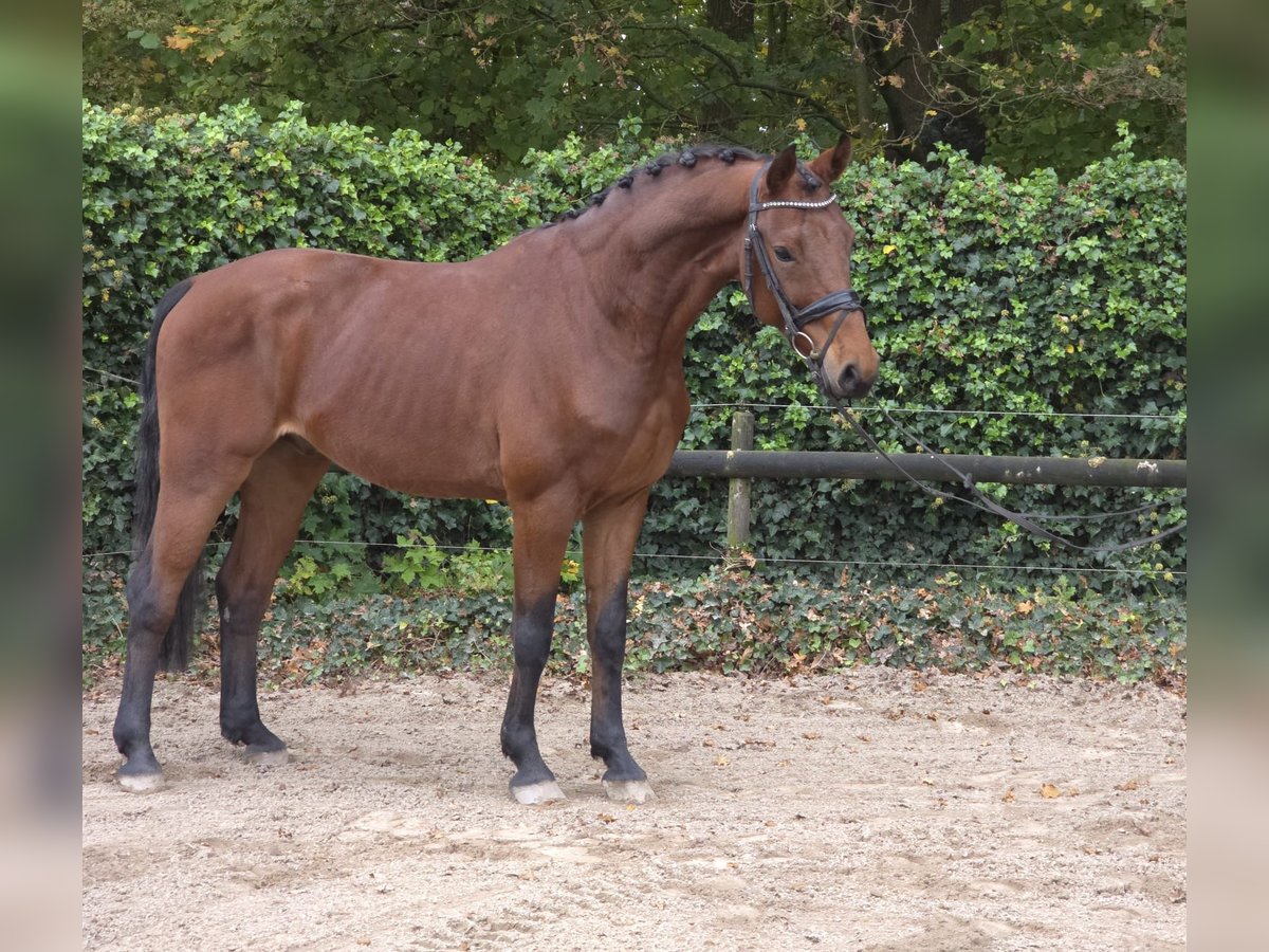 Caballo alemán Caballo castrado 3 años 166 cm Castaño in Hooge Mierde