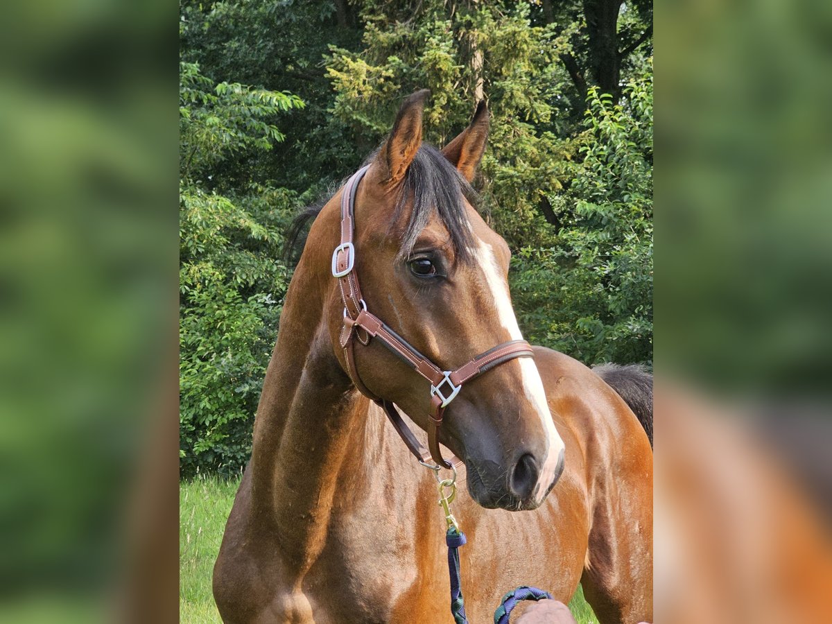 Caballo alemán Caballo castrado 3 años 168 cm Castaño oscuro in Walchum