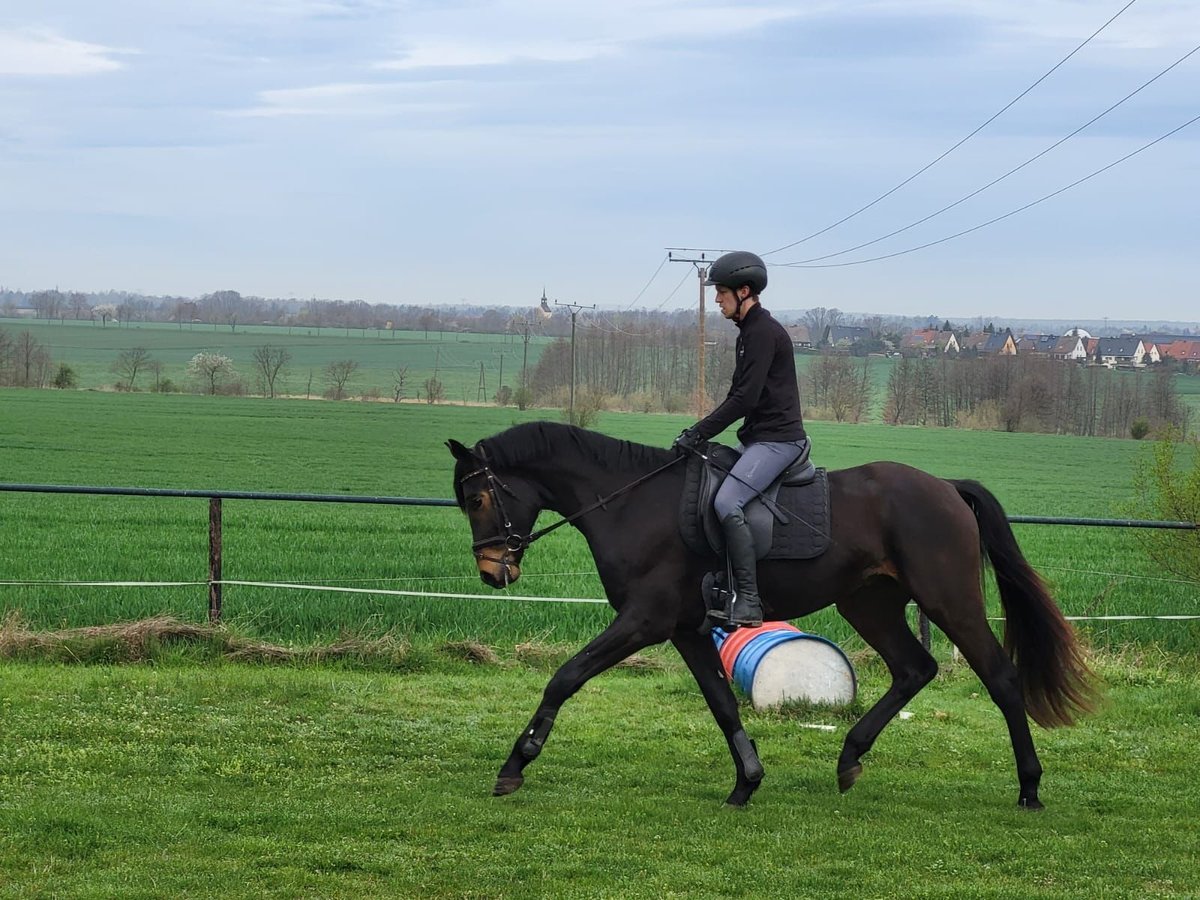 Caballo alemán Caballo castrado 3 años 170 cm Castaño oscuro in Mügeln