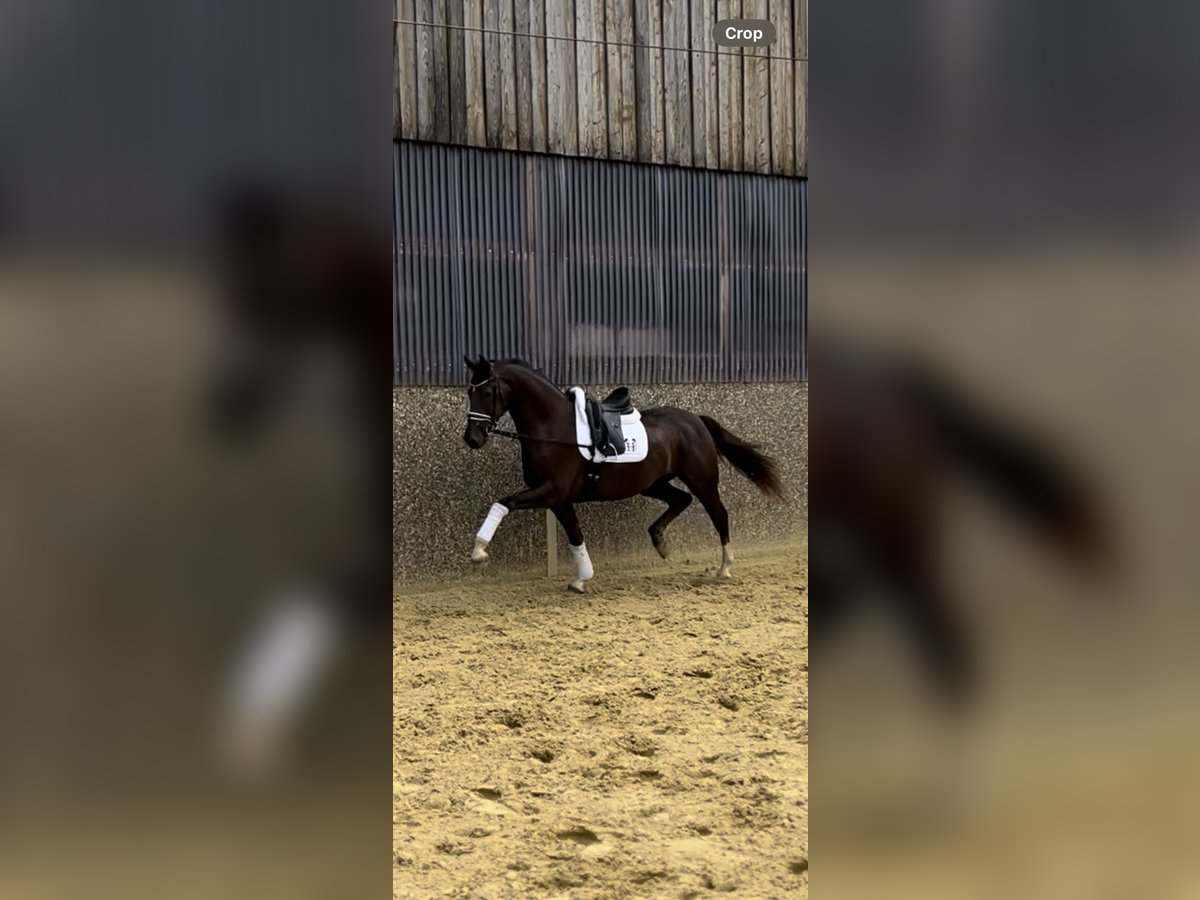 Caballo alemán Caballo castrado 3 años 172 cm Alazán-tostado in Nottuln
