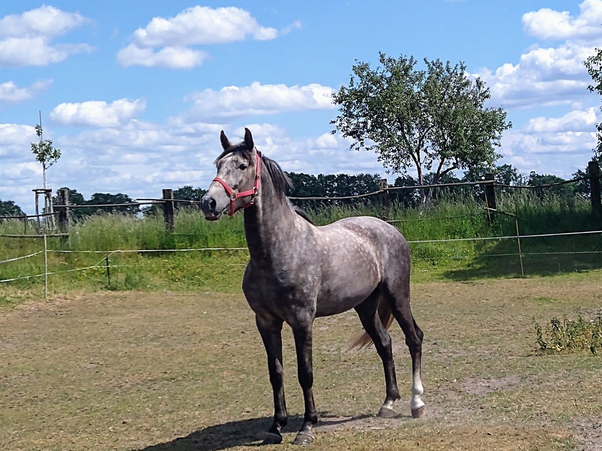 Caballo alemán Caballo castrado 4 años 164 cm Tordo rodado in Berlin