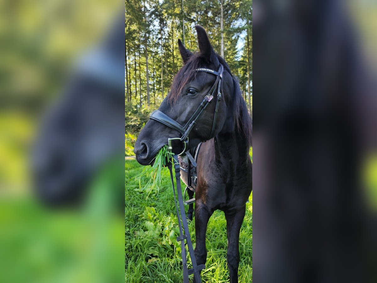 Caballo alemán Caballo castrado 4 años 165 cm Negro in Pulheim