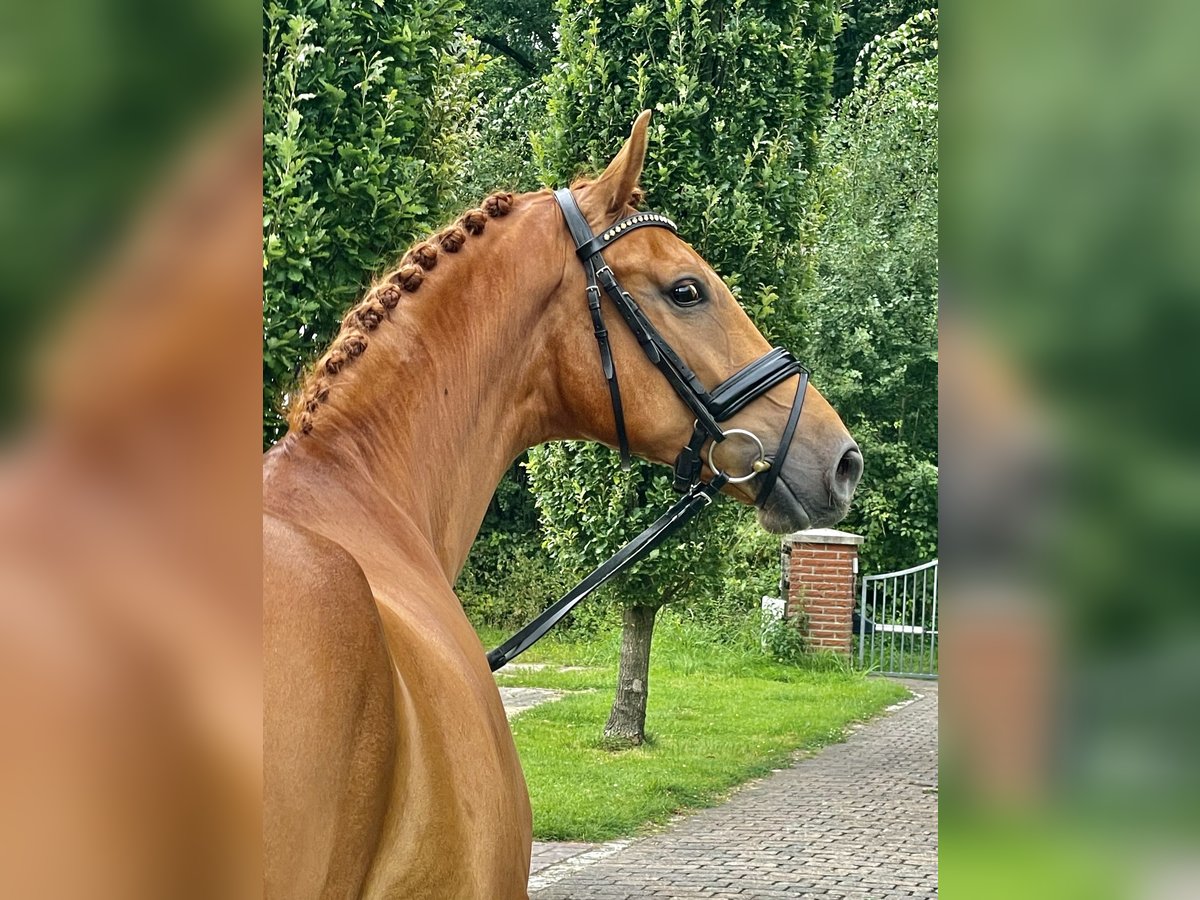 Caballo alemán Caballo castrado 4 años 167 cm Alazán in Münster