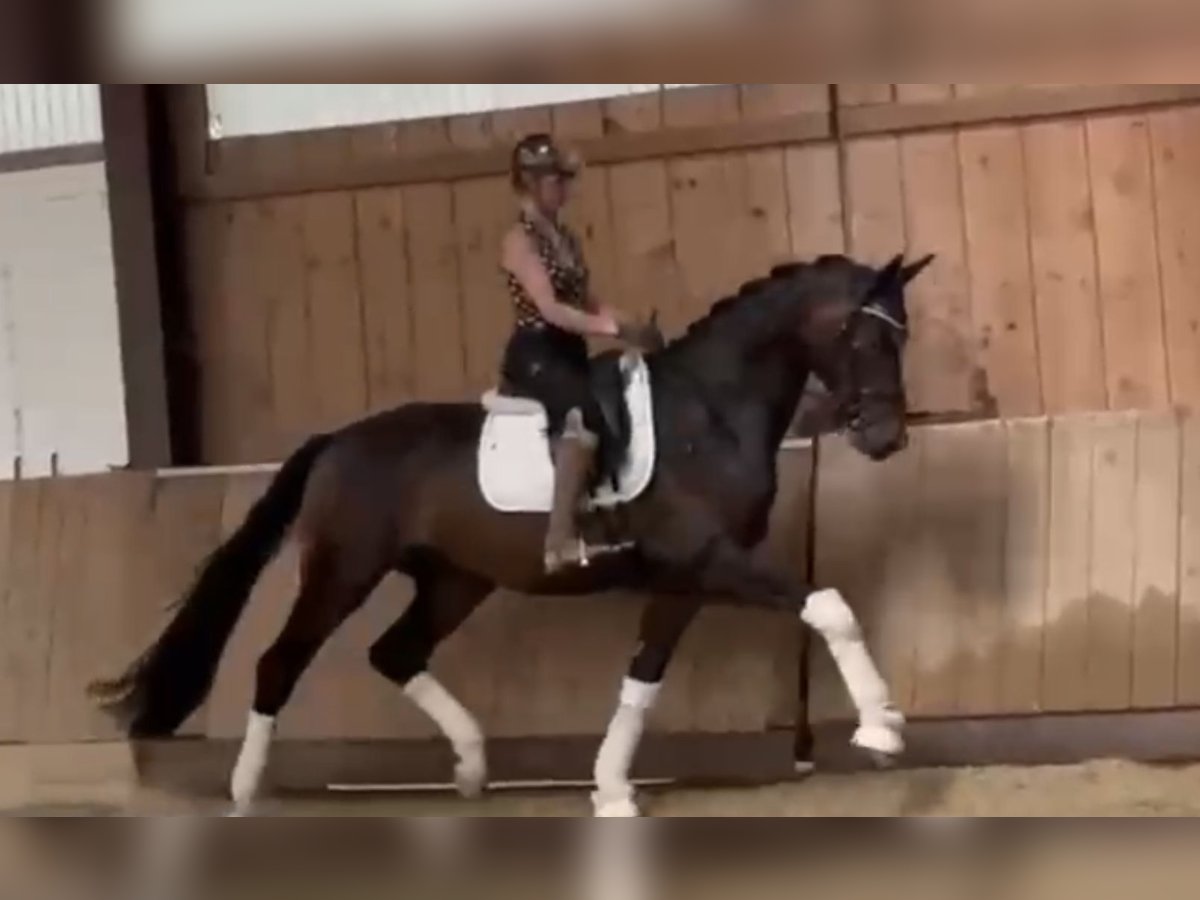 Caballo alemán Caballo castrado 4 años 171 cm Castaño oscuro in Bielefeld