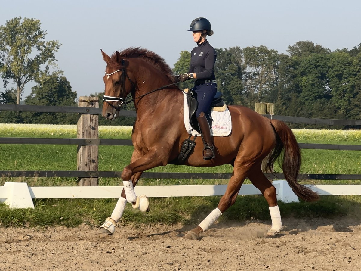 Caballo alemán Caballo castrado 4 años 174 cm Alazán in Greven