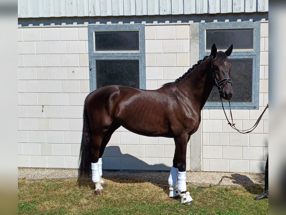 Caballo alemán Caballo castrado 4 años 177 cm Negro in Neuler