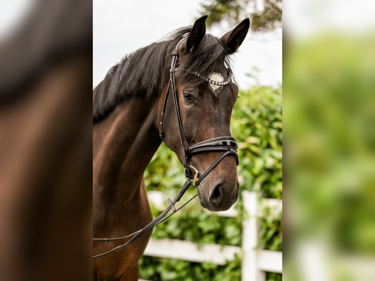 Caballo alemán Caballo castrado 4 años 178 cm Castaño oscuro in Uedem