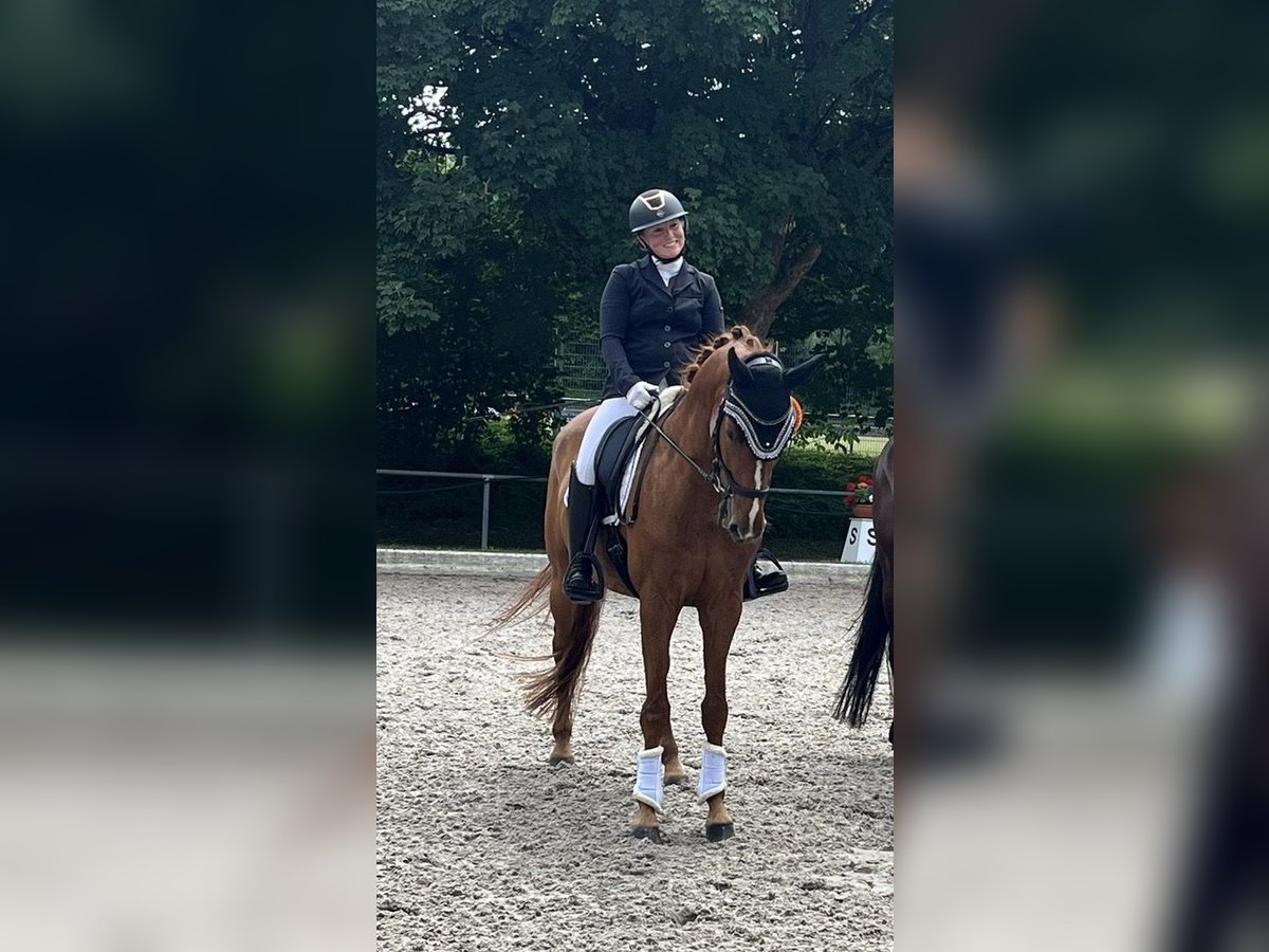 Caballo alemán Caballo castrado 5 años 167 cm Alazán in Besigheim