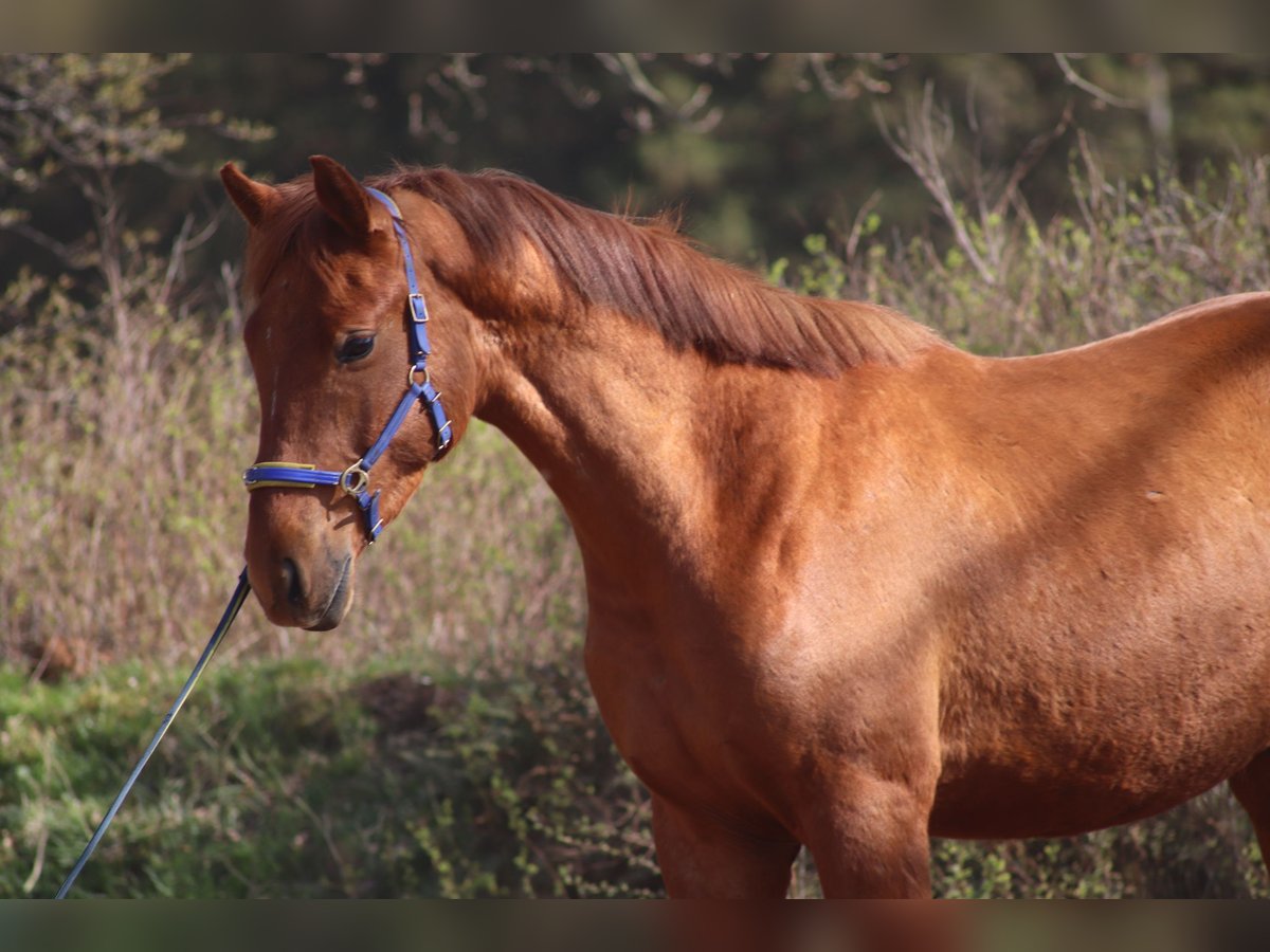 Caballo alemán Caballo castrado 5 años 170 cm Alazán in Klein Rheide