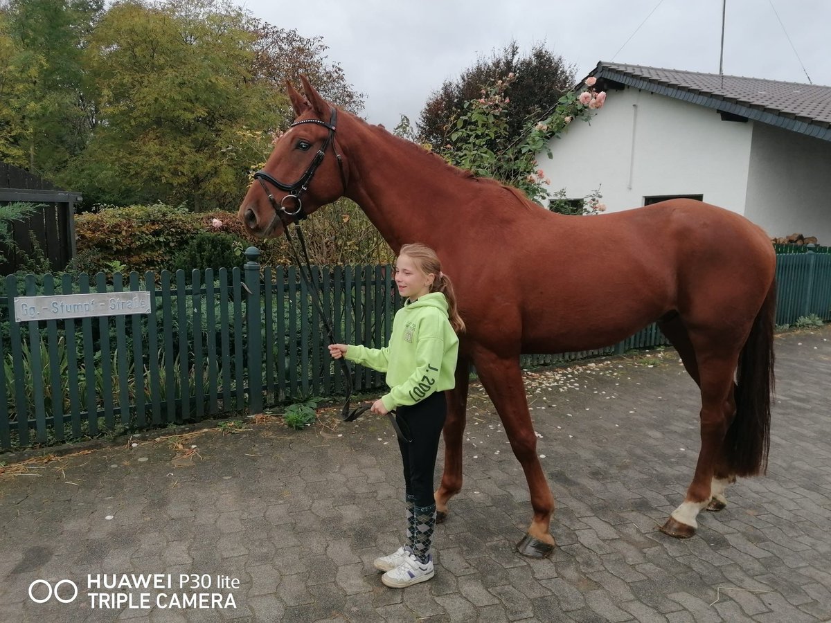 Caballo alemán Caballo castrado 5 años 170 cm Alazán in Roßdorf