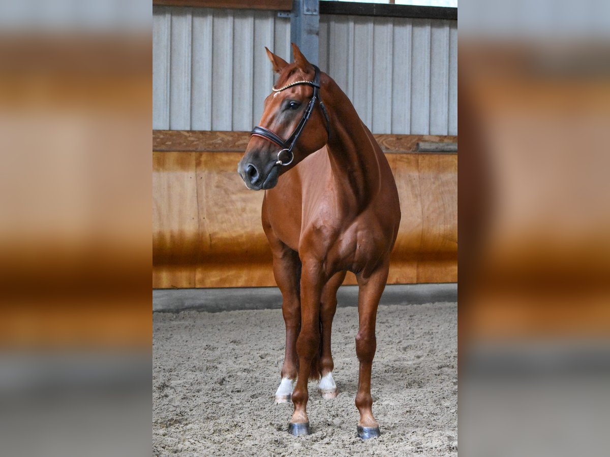 Caballo alemán Caballo castrado 5 años 172 cm Alazán in M&#xFC;cke