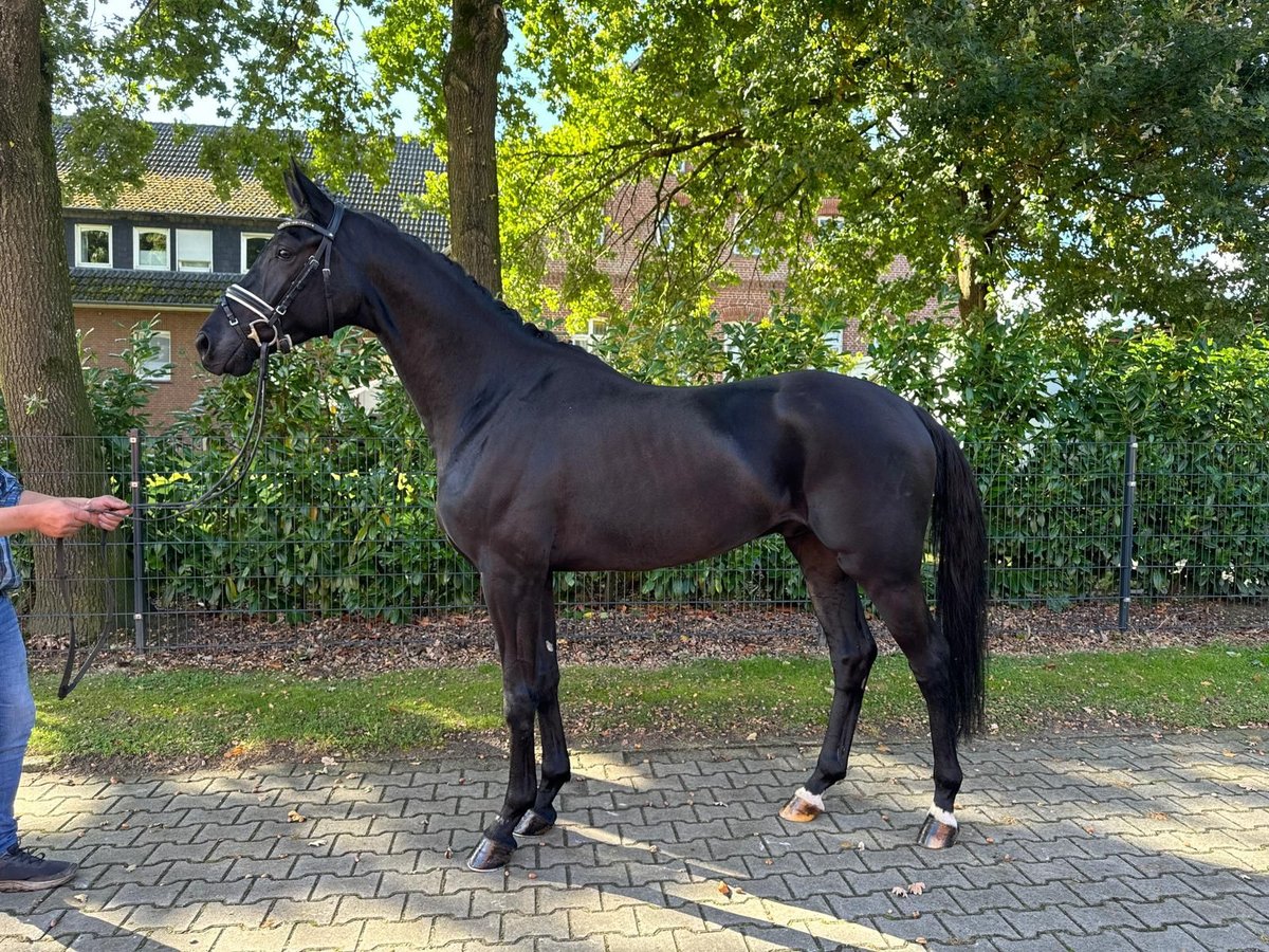 Caballo alemán Caballo castrado 5 años 172 cm Negro in Visbek