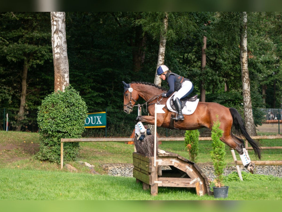 Caballo alemán Caballo castrado 5 años 173 cm Castaño in Nei&#xDF;eaue